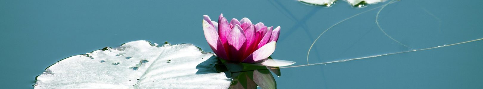Rosa Seerose auf blauem Wasser, umgeben von weißen Blättern.